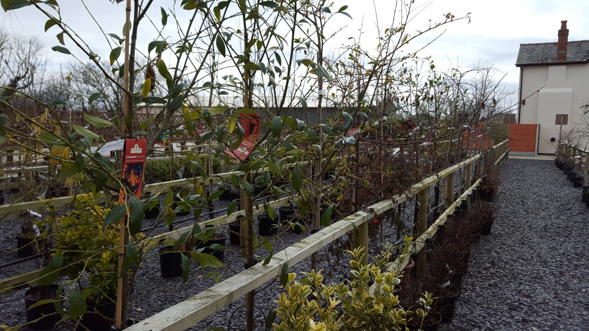 Fruit Trees at embleys nurseries garden centre near preston and southport
