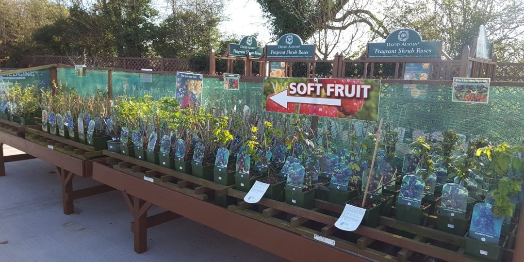 Fruit Trees Embleys Nurseries Traditional Garden Centre