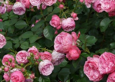 Rose bushes at embleys nurseries garden centre near preston and southport