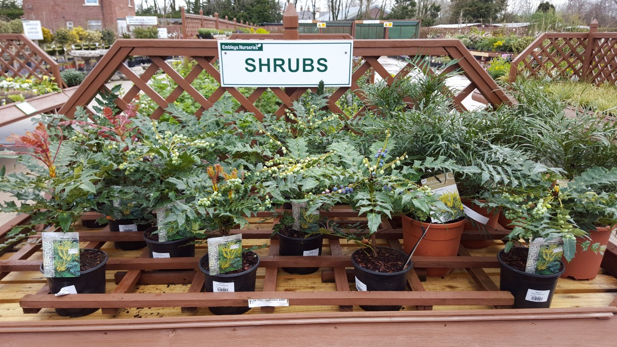Shrubs at embleys nurseries garden centre near preston and southport