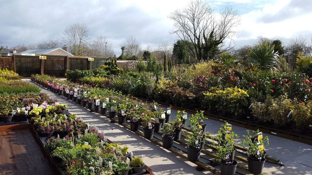 Shrubs Embleys Nurseries Traditional Garden Centre