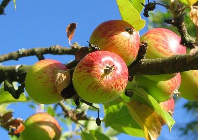 apple trees at embleys nurseries garden centre near preston and southport