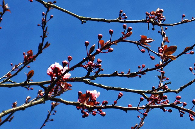 April-Gardens-Embleys-Nurseries