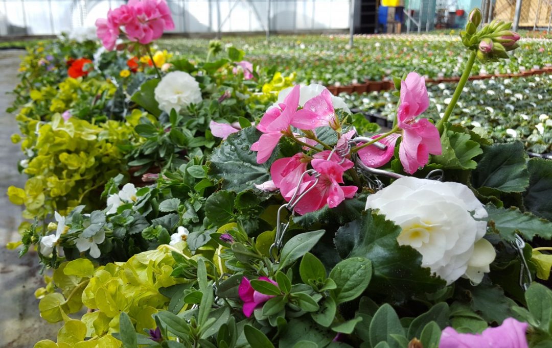Bedding Plants Embleys Nurseries Traditional Garden Centre