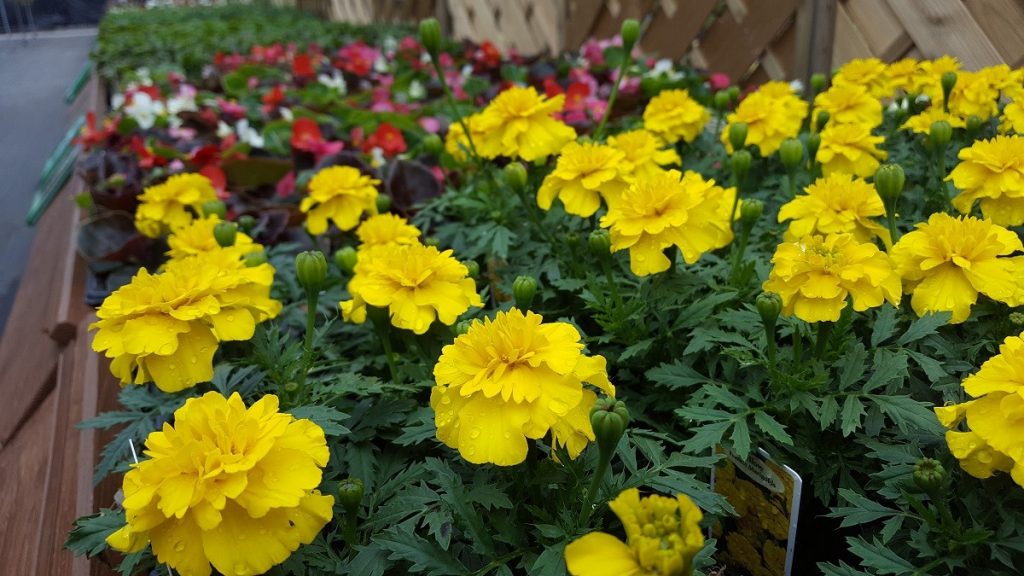 Bedding Plants Embleys Nurseries Traditional Garden Centre