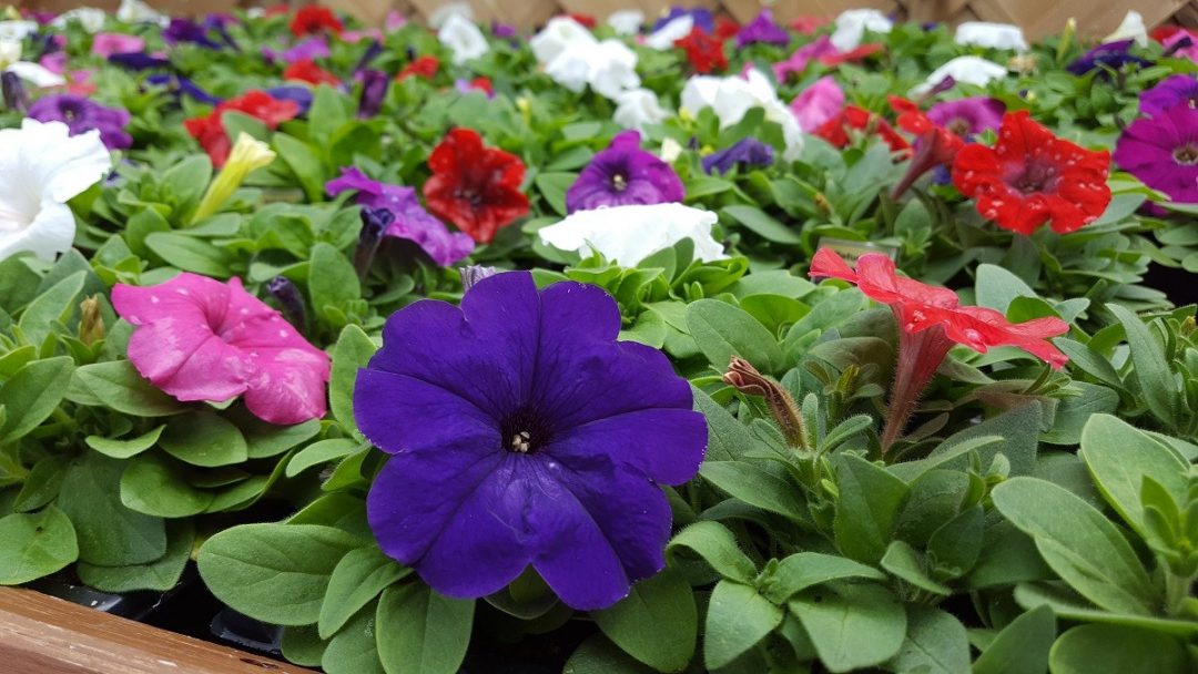 Bedding Plants Embleys Nurseries Traditional Garden Centre