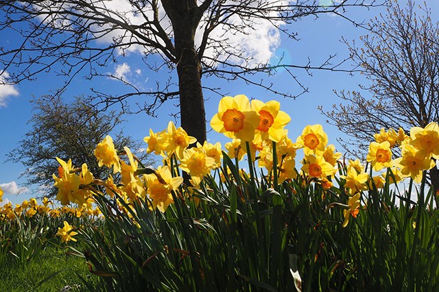 March-Gardens-Embleys-Nurseries