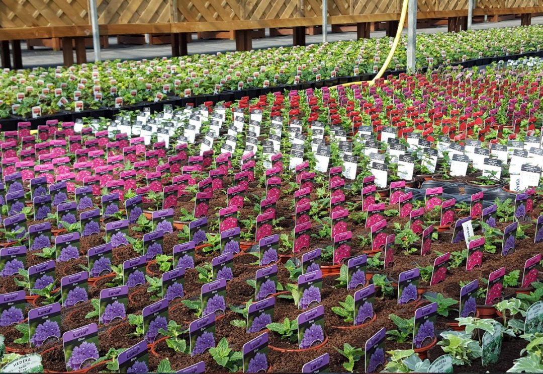 Bedding Plants Embleys Nurseries Traditional Garden Centre