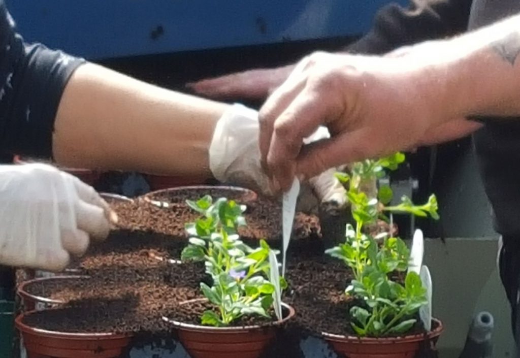 Bedding Plants Embleys Nurseries Traditional Garden Centre