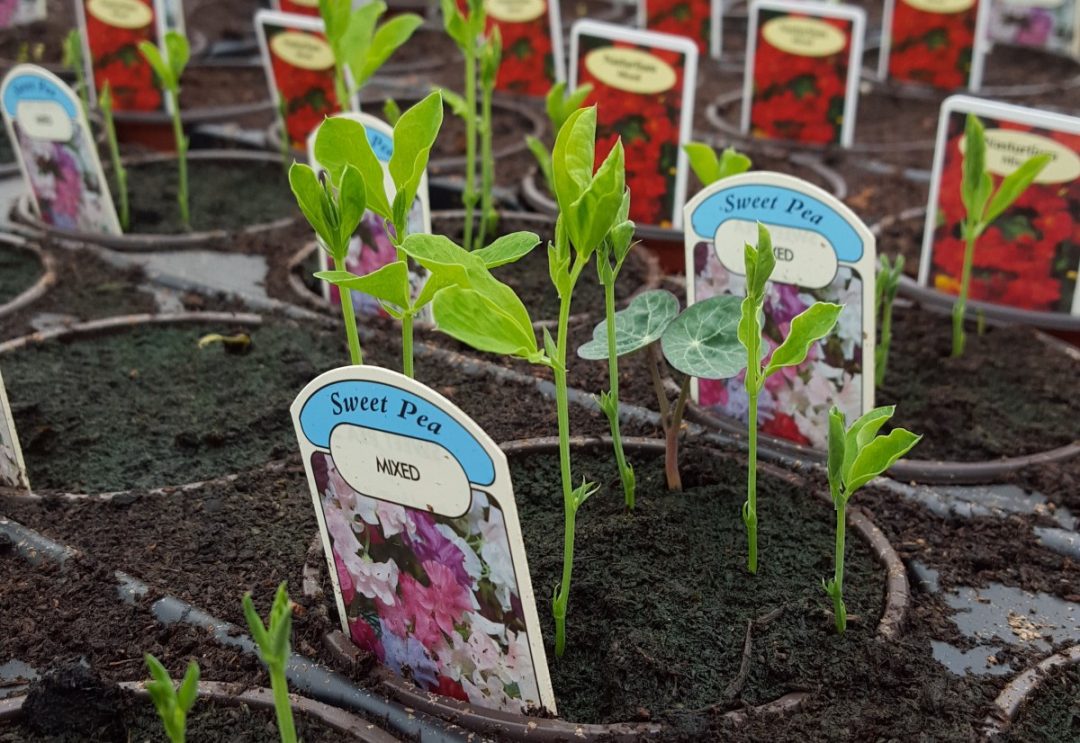 Bedding Plants Embleys Nurseries Traditional Garden Centre