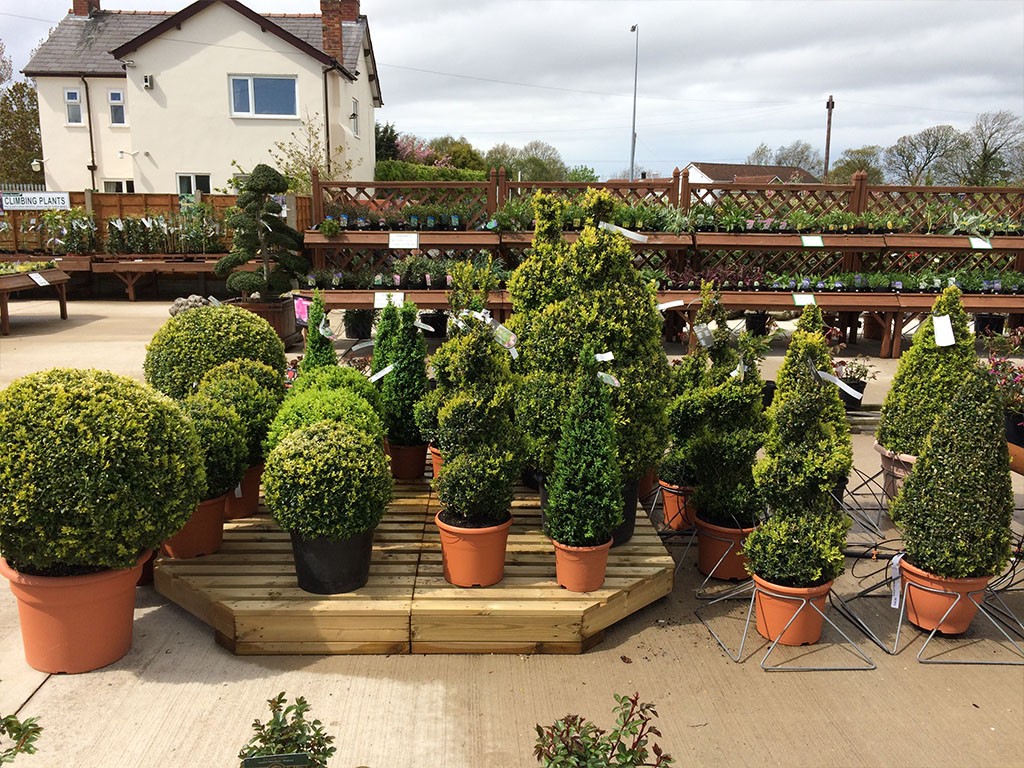 Conifers and Hedging at embleys nurseries garden centre near preston and southport
