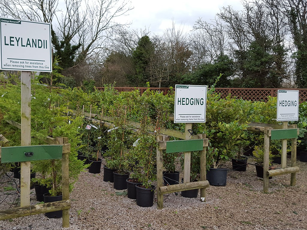 Conifers and Hedging at embleys nurseries garden centre near preston and southport