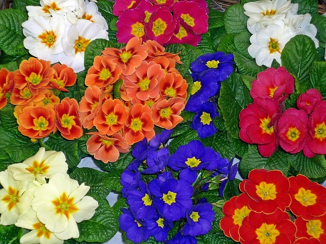 primroses-preston-southport-lancashire