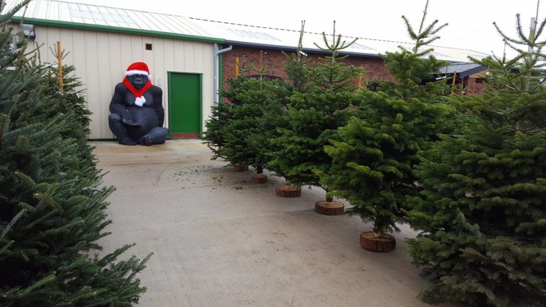 Real Christmas Trees Embleys Nurseries Traditional Garden Centre