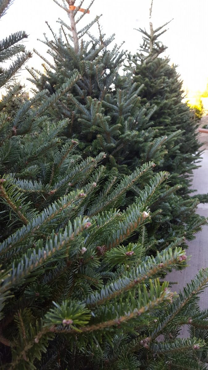 Premium Grade Fraser Fir Real Christmas Tree