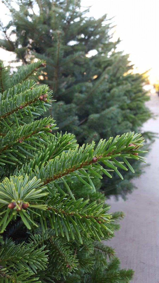 Premium Grade Nordman Real Christmas Tree