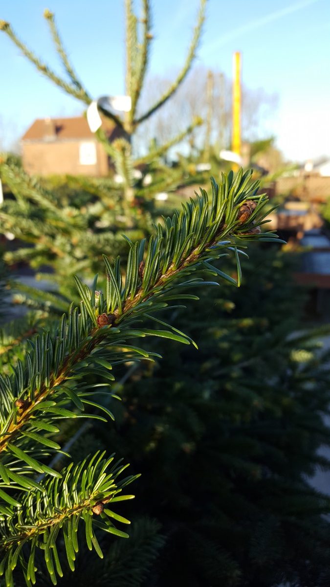 Pot Grown Real Christmas Tree