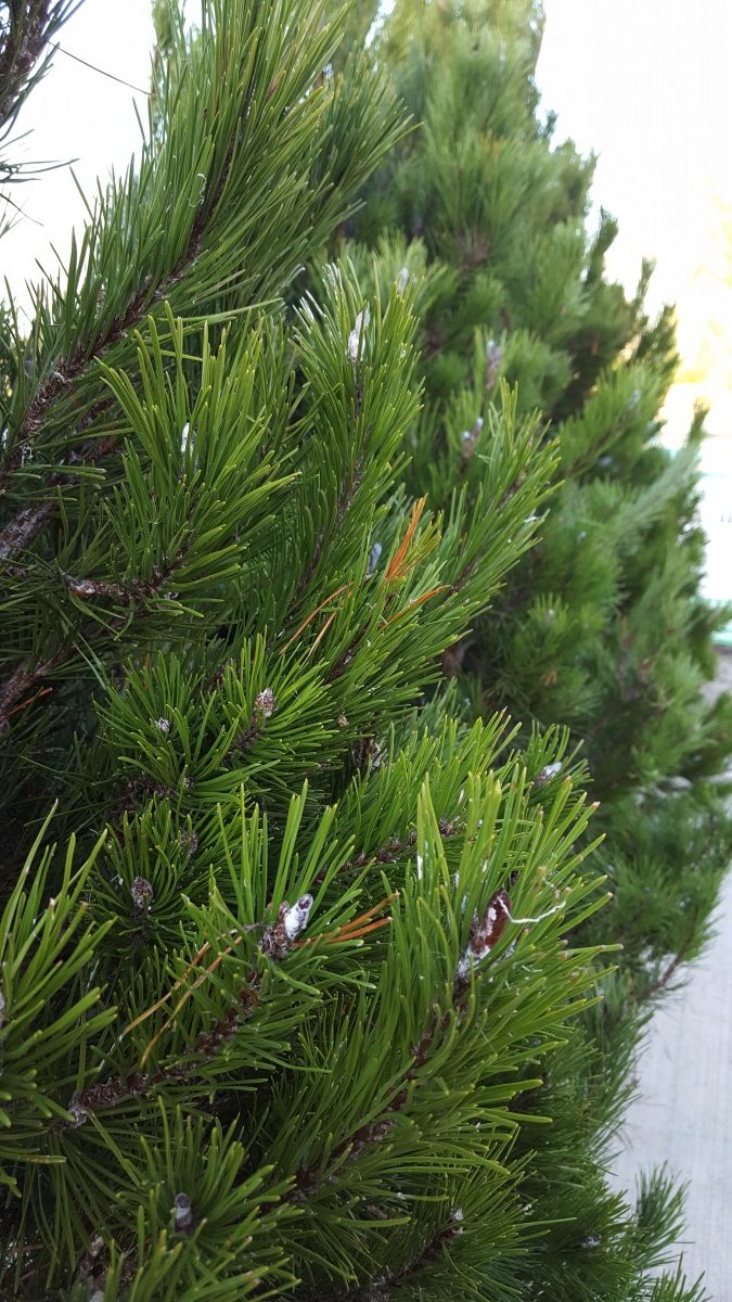 Lodgepole Pine Real Christmas Tree