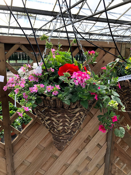 Hanging baskets deals morrisons